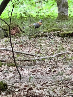 Les vaux de Cernay - Sabi - 14