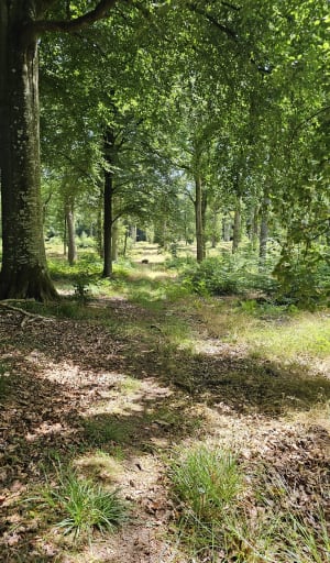 Balade en Forêt de Crécy - Crécy-en-Ponthieu - 3