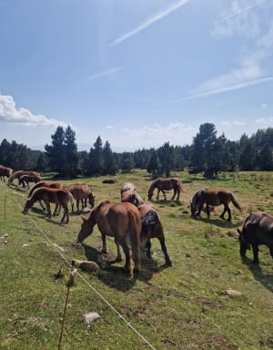 Cranberryroute in Font-Romeu - Font-Romeu-Odeillo-Via - 7