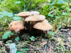 Excursie naar het hart van het bos van Scevolles - Guesnes - 6
