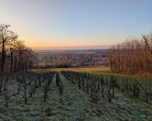 Marche en forêt de Journans et clairière des Petits Lapins - Ophélie - 2