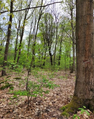 Marche en forêt de St-Amand Thermal - Saint-Amand-les-Eaux - 2