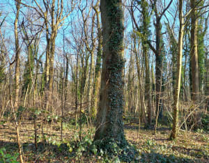 Grande Ceinture Bois de Verrières - Châtenay-Malabry - 3