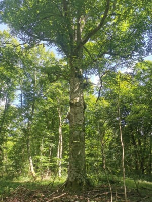 « La quille « …des arbres remarquables - Saint-Léger-en-Yvelines - 3