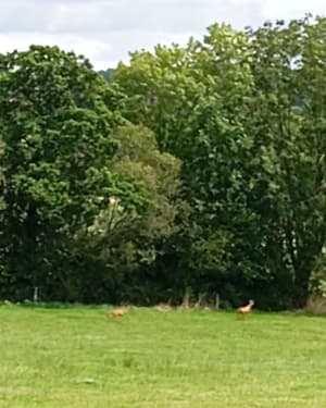 Randonnée VTT / Pédestre à la découverte du bocage Vendéen N*1 - gaetant - 6