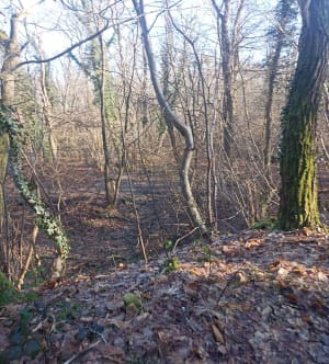 Forêt du Rocher de Saulx - Saulx-les-Chartreux - 9