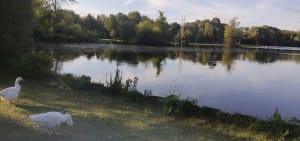Een wandeling naar de Etang Fleuri en zijn buren - Vert-le-Petit - 15