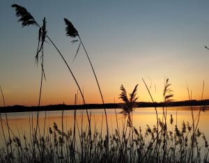 Rondleiding door de vijver van de Landes en de wilde natuur - Lussat - 5