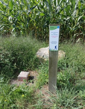 Sentier de la Grée depuis Fercé - Fercé - 5