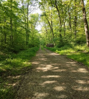 Randonnée sur jumelles par le Bois au Moine - Longué-Jumelles - 5