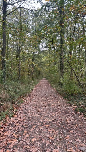 Ballade forêt domaniale de Bois d’Arcy - Bois d’Arcy - 7