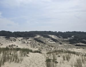 Entre forêt et mer Lacanau Océan - Lacanau - 13
