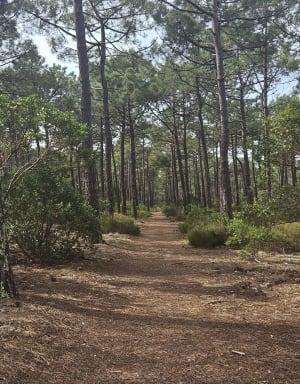 Entre forêt et mer Lacanau Océan - Lacanau - 14