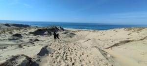 Le Porge Océan et sa plage - Le Porge - 15