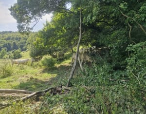 Rando en forêt d'Houppeville - Florian - 3