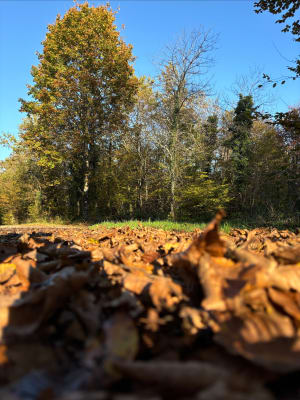 Balade dans la forêt de Chailluz - Besançon - 5