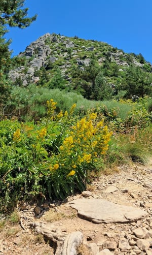 Mount Gerbier des Joncs - Saint-Martial - 12