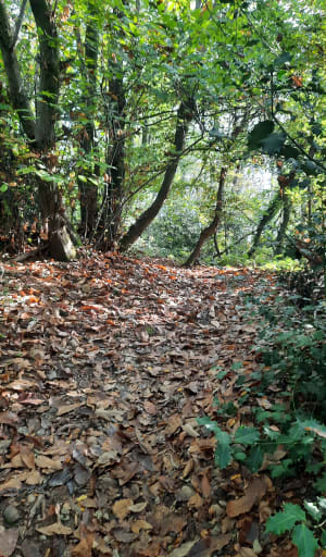 Boucle dans la forêt de Chuzelles et la forêt Barnier - Carine - 11