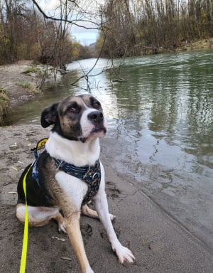 Bord du Vieran et du Fier - Epagny Metz-Tessy - 5