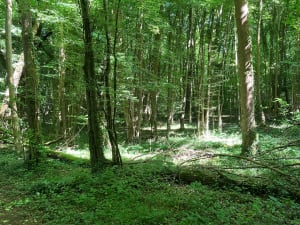 De Saint-Chéron à Breux-Jouy, par la forêt. - Saint-Chéron - 4