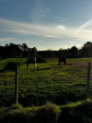 Dans les sous bois de Magudas - Saint-Médard-en-Jalles - 11
