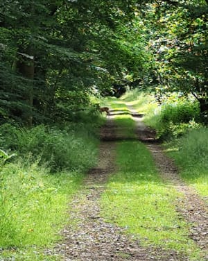 Tour en Mayenne - Parigné-sur-Braye - 2