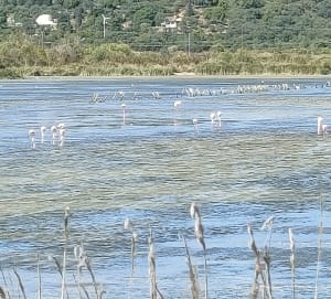 De Mirevalvijver en zijn vogelparadijs - Mireval - 13