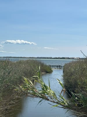 Port Arianne et la maison de la nature à l'Etang du Méjean - Lattes - 15