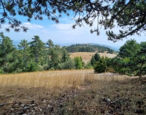 Mourre Nègre et sommets chauves du Haut Lubéron - Auribeau - 15