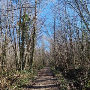 Dans le marais et le chemin du tacot à Saint Cyr sur Morin - Saint-Cyr-sur-Morin - 4