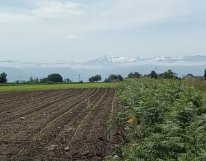 De Ouillon à Morlaàs par les chemins - Patrick - 4