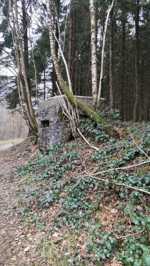 Cueillir des champignons autour des étangs de Signy-le-Petit - Signy-le-Petit - 2