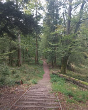 Forêt, châteaux et cascade du Nideck par le GR® 53 - Maison Forestière du Nideck, Oberhaslach - 8