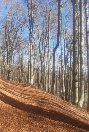 Route langs de Rothenbachkopf - Wildenstein - 16