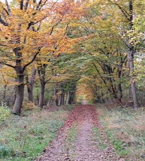 Boucle dans le Bois Saint-Martin - Noisy-le-Grand - 8