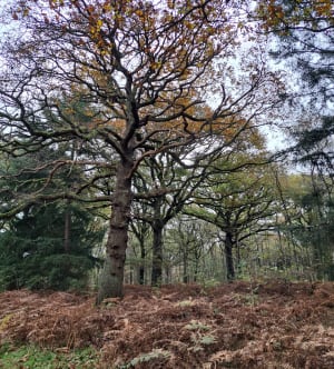 Boucle dans le Bois Saint-Martin - Noisy-le-Grand - 9