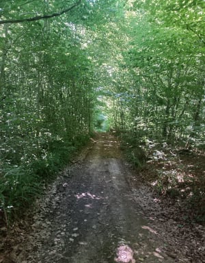 Bois du Chanois et environs de Boult - Boult - 6