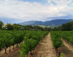 Balade autour de Mirabel Aux Baronnies - Mirabel-aux-Baronnies - 11