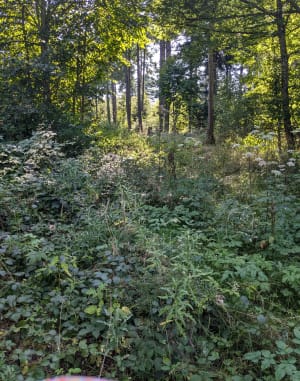 Autour de Pignols - Pignols - 2