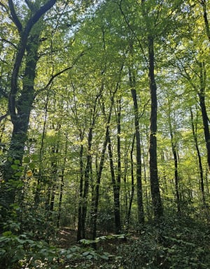 Balade dans le bois du Theil de Bretagne - Retiers - 5