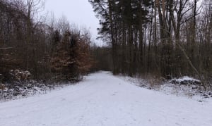 Las Grodziecki - Będzin - 6