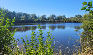La campagne de Gesnes-le-Gandelin - Gesnes-le-Gandelin - 2