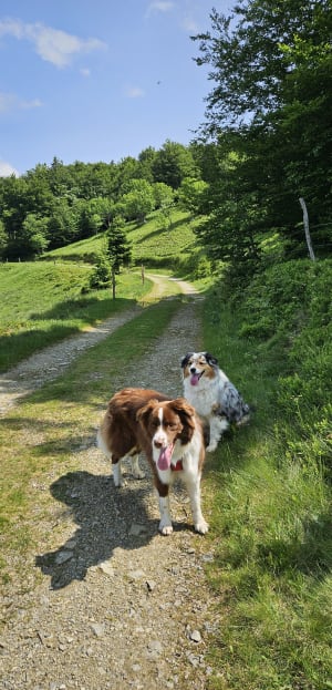 Sortie raquettes au Markstein par le Marksteinkopf - Ranspach - 3