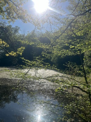 Forêt de Touffou - Vertou - 6