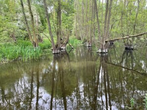 Bois et étangs de la Gîtes - Wavrin - 6