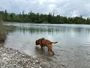 Boucle course ou marche - Lac de Malespine - Sénas - Sénas - 3