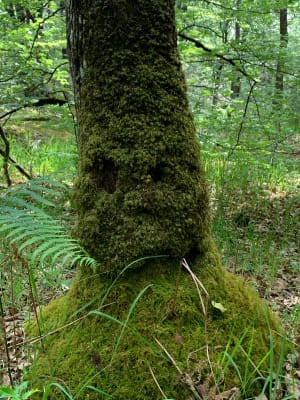 Le Gâvre en neem een heerlijk natuurbad in het hart van een betoverend bos - Le Gâvre - 5