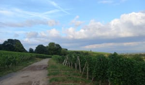 Entre vignoble et prairies entre Soultz et Hartmannswiller - Soultz - 6