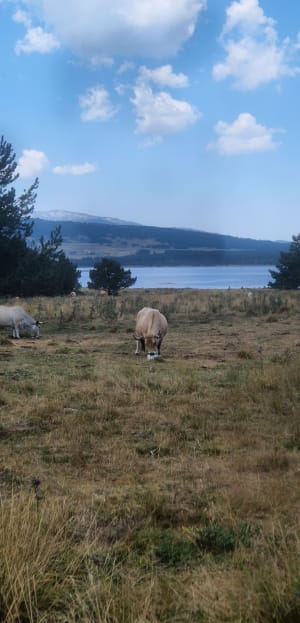 Tour du Lac de Matemale - Matemale - 6