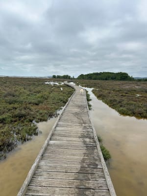 Les Aresquiers - Vic-la-Gardiole - 38